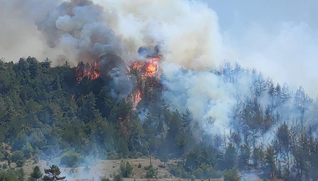 Bilecik'te orman yangını