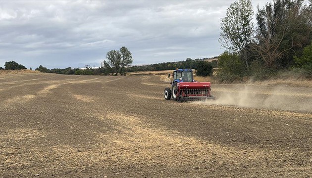 Üreticiler kanolaya yöneldi