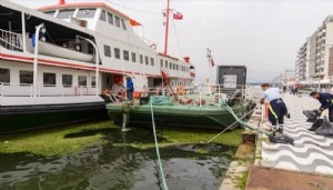 Körfezi deniz yosunu kapladı