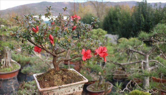 Türkiye'nin ilk bonsai müzesi kuruluyor