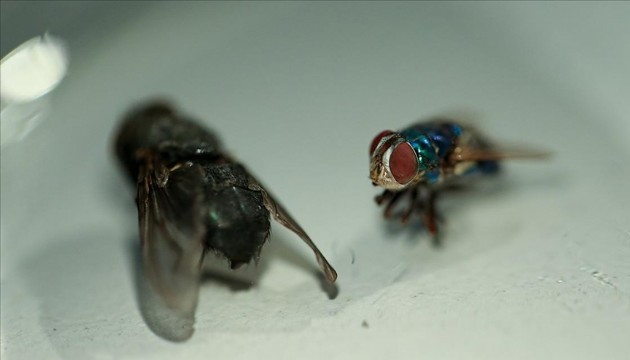 Türkiye'de böcekler cinayetleri aydınlatıyor