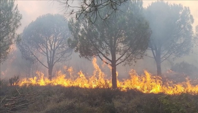 Yalova'da orman yangını