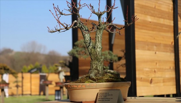 Türkiye'de ilk: Bonsai müzesi açıldı!