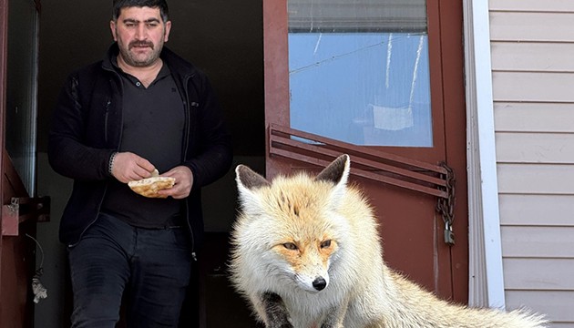 Karla mücadele ekipleri tilkileri besliyor