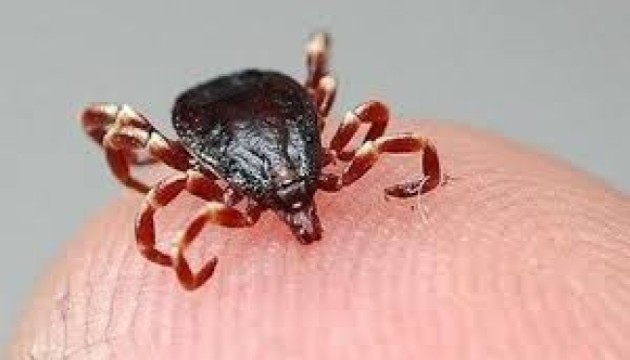 Türkiye'de yeni kene türü keşfedildi