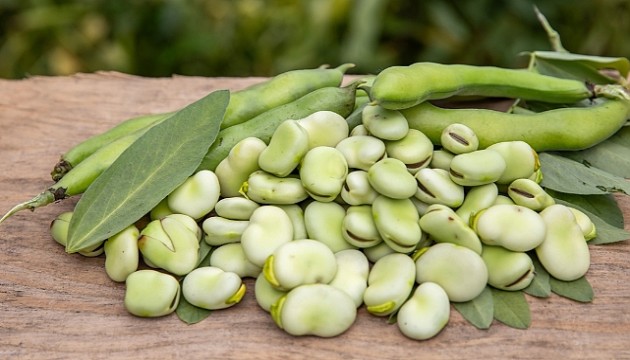 Uzmanından Parkinson için 'bakla' uyarısı