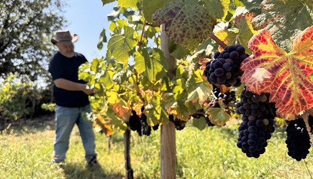 Emekli mühendis 8 çeşit üzüm yetiştiriyor