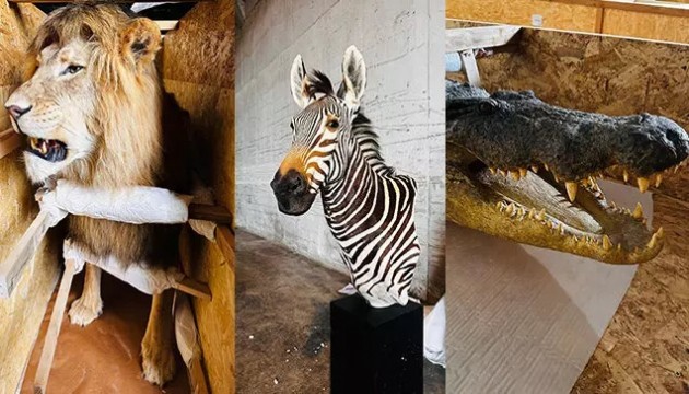 19 yaban hayvanı trofesi ele geçirildi