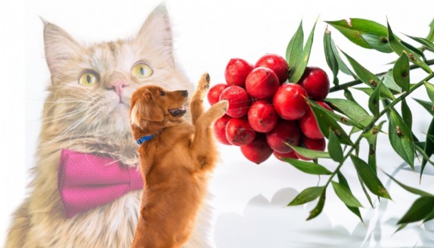 Veteriner hekimlerden kokina uyarısı