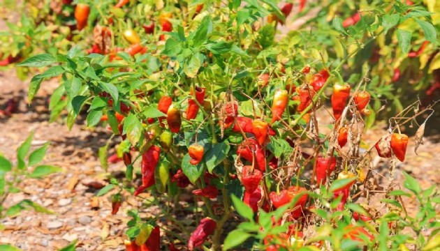 Maraş biberinde hasat başladı
