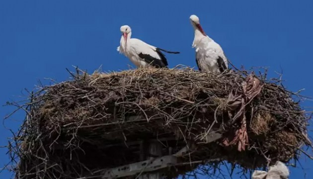 Yaren leylek eşi Nazlı ile buluştu