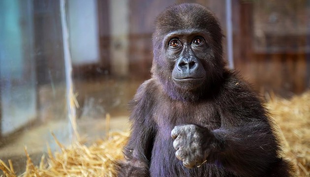 'Goril Zeytin' Türkiye'de kalacak