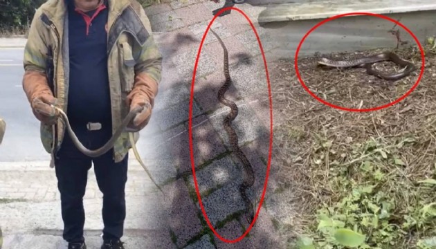 İstanbul'da yılan endişesi: Uzmanlardan hayati uyarı!