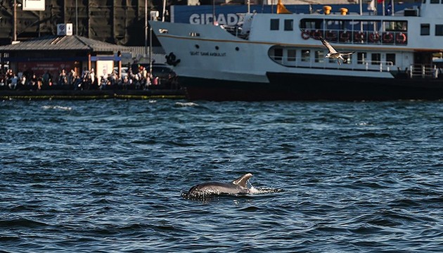 Boğaz'da yunuslar görüntülendi