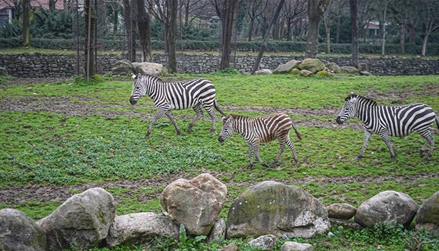Bursa'da zebra sayısı arttı