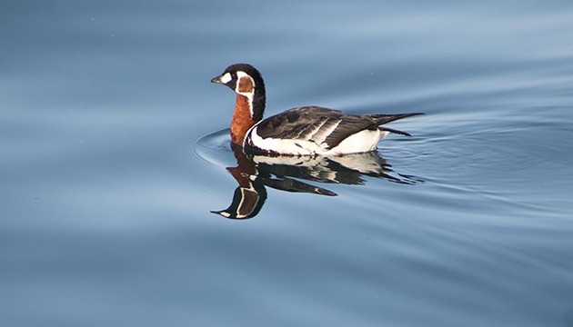 Rize'de Sibirya kazı görüntülendi
