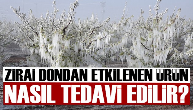 Zirai dondan etkilenen ürünler nasıl tedavi edilir? Uzman isim açıkladı!